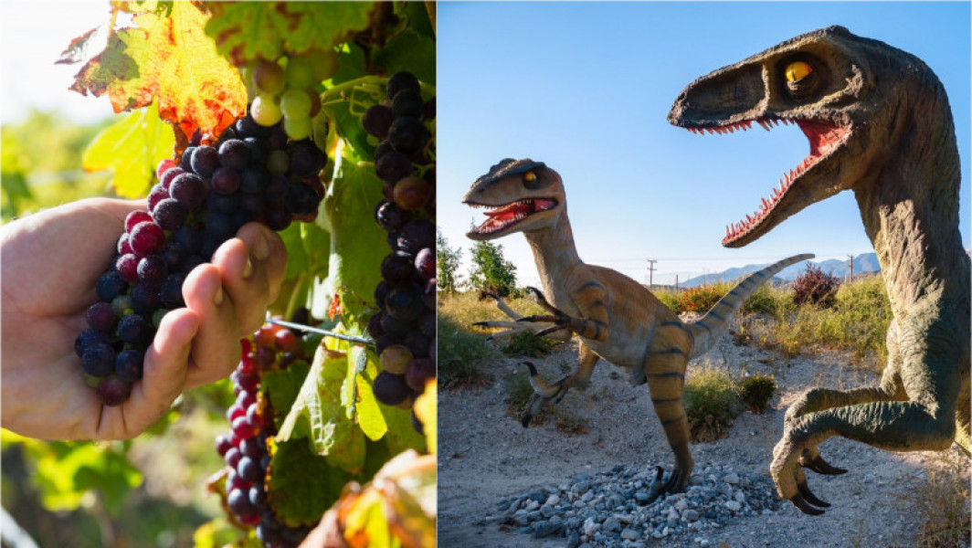Strugurii, ai fi existat dacă dinozaurii nu dispăreau?