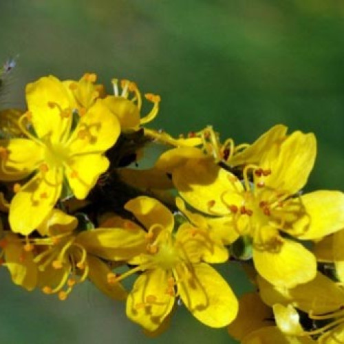 Descoperirea legăturilor între medicina populară și natura din satul tradițional