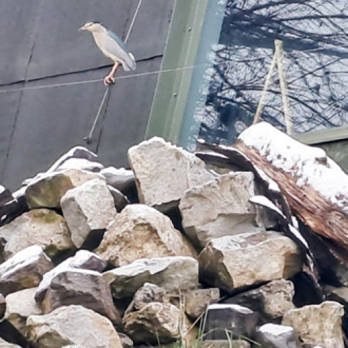 Sosiri noi la Grădina Zoologică Târgu Mureș