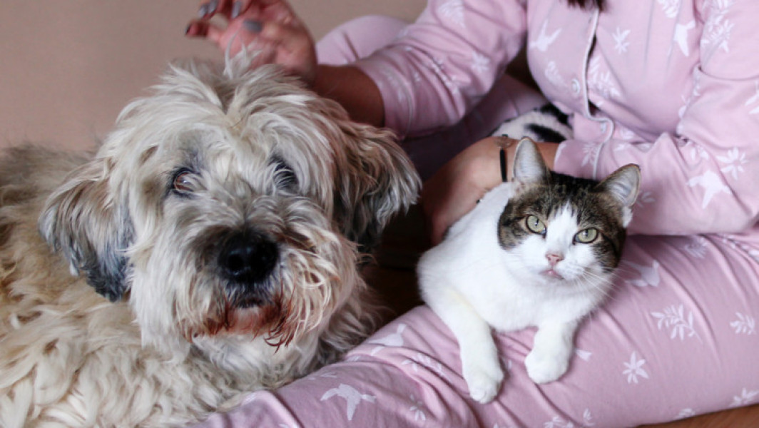 57,1% dintre români au animale de companie, câinii sunt cei mai populari