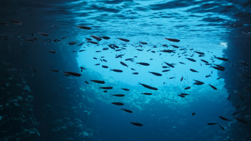 Aciditatea oceanelor a depăşit pragul pentru ecosisteme durabile, anunţă cercetătorii