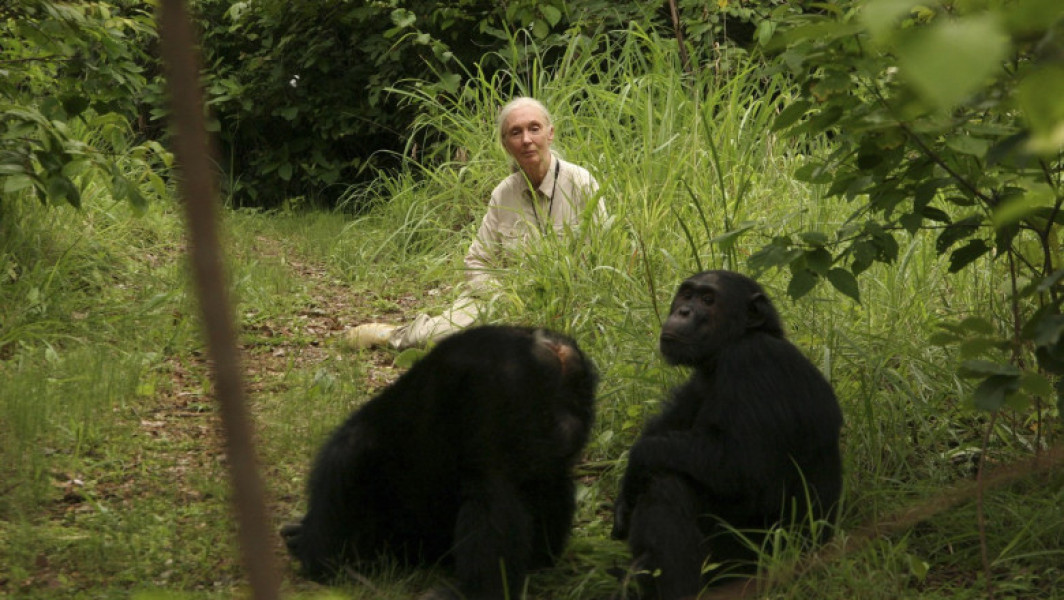 Jane Goodall, renumita primatologă, a murit la 91 de ani în Califonia