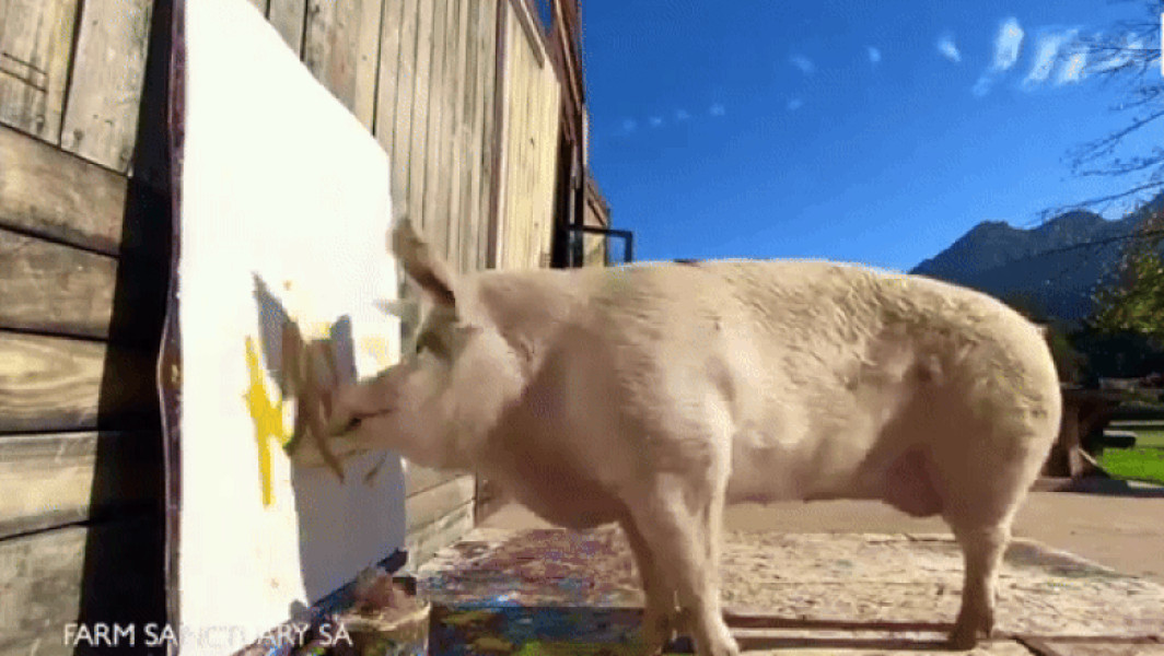 Pigcasso, purcelușa artistă celebră, a murit la vârsta de 8 ani: "Artista non-umană" și-a lăsat moștenirea prin operele sale de peste 1 milion de dolari