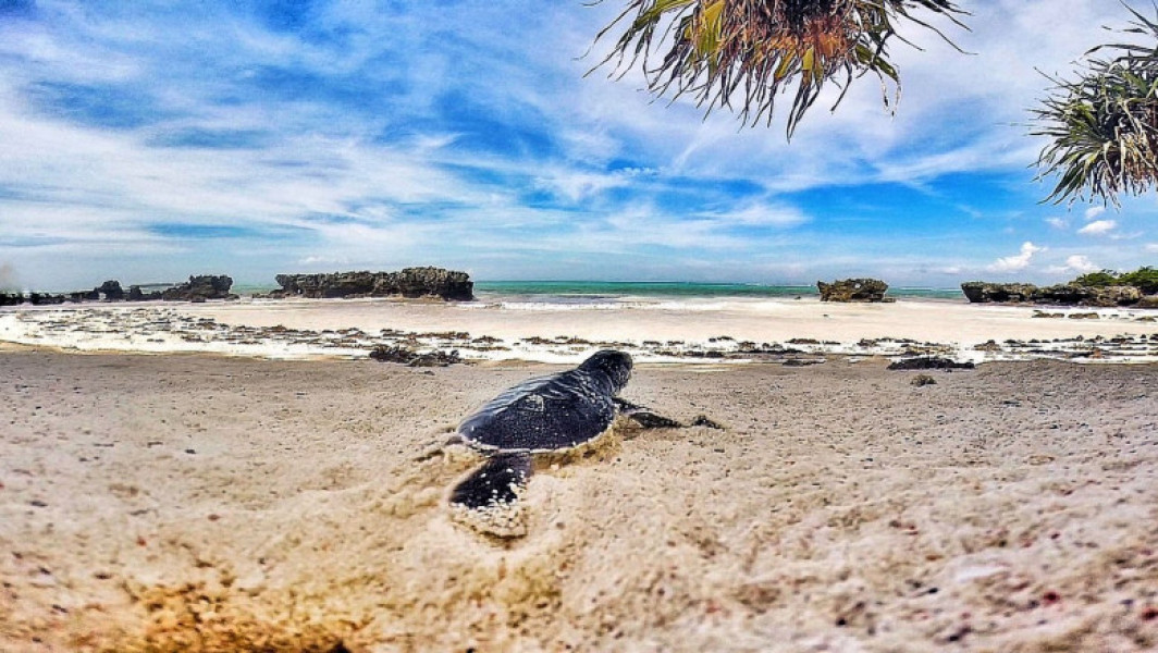 Opt copii si un adult au murit dupa consumarea carnii de broasca testoasa de mare in Zanzibar. Autoritatile avertizeaza asupra pericolului acestei delicatese locale.