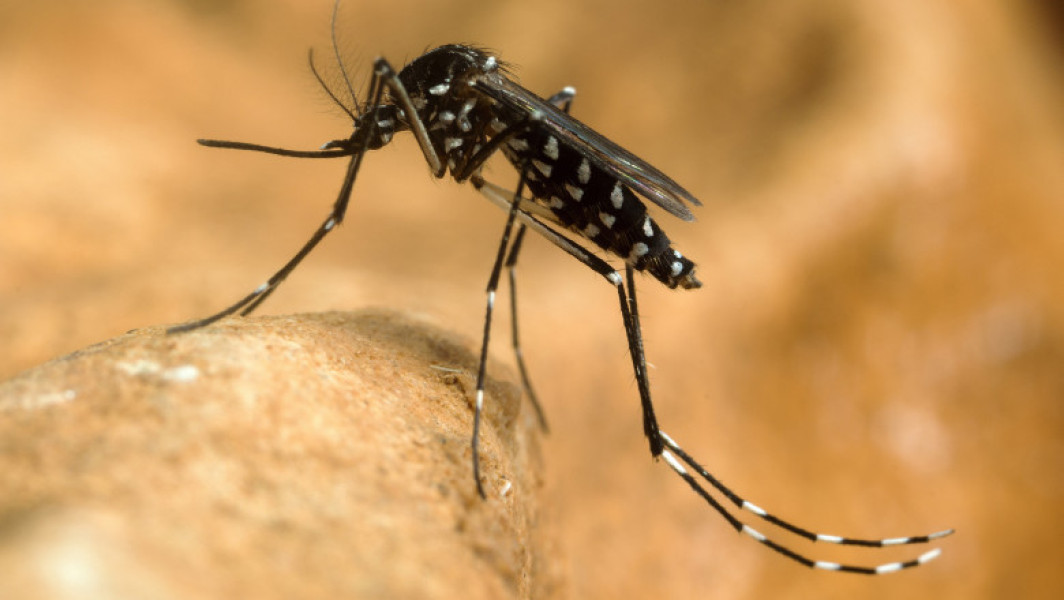 Alertă de creștere a cazurilor de febră dengue în Franţa din cauza printr-o situaţie fără precedent înaintea Jocurilor Olimpice 2024