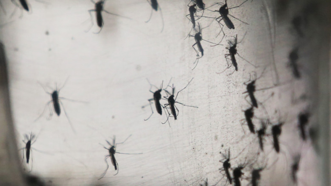 Experții avertizează: Mai mult de jumătate din populația lumii s-ar îmbolnăvi de malarie și febră dengue până la finalul secolului
