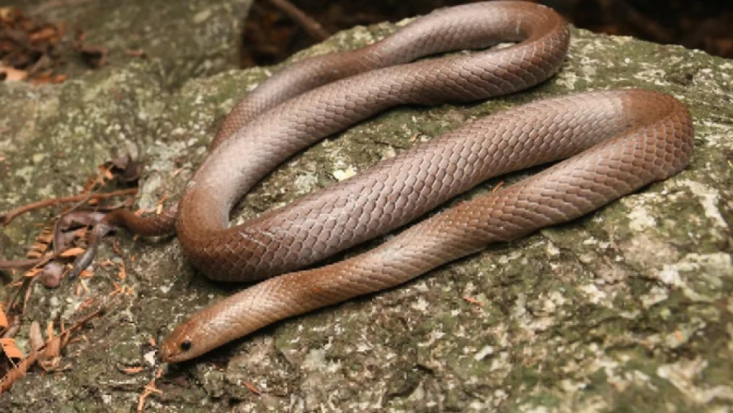 Descoperire uluitoare în Thailanda: Cercetătorii au găsit o nouă specie de șarpe cu dinți neobișnuiți