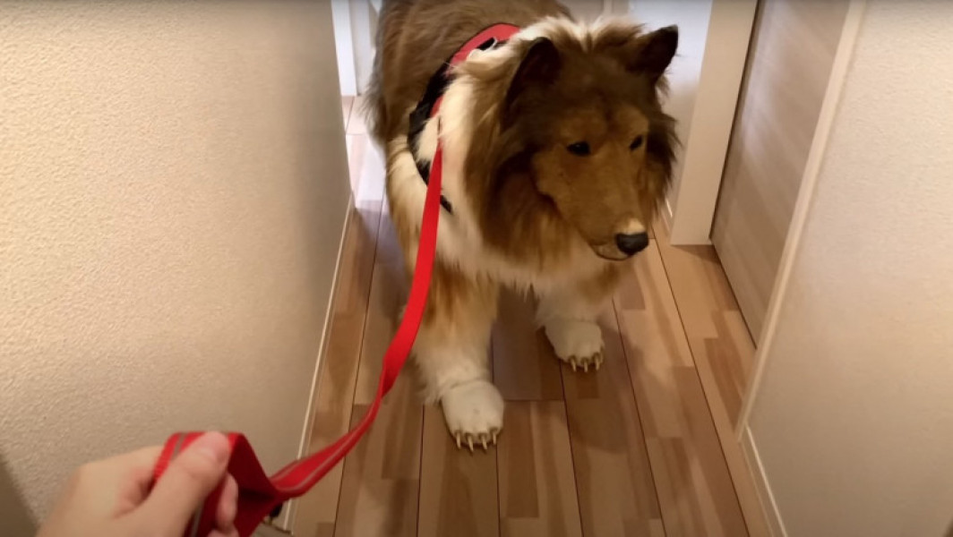 Japonezul care a cheltuit 14.000 $ pentru a deveni câine vrea să devină alt animal: Toco, celebrul câine-human, își dorește o nouă schimbare în viață
