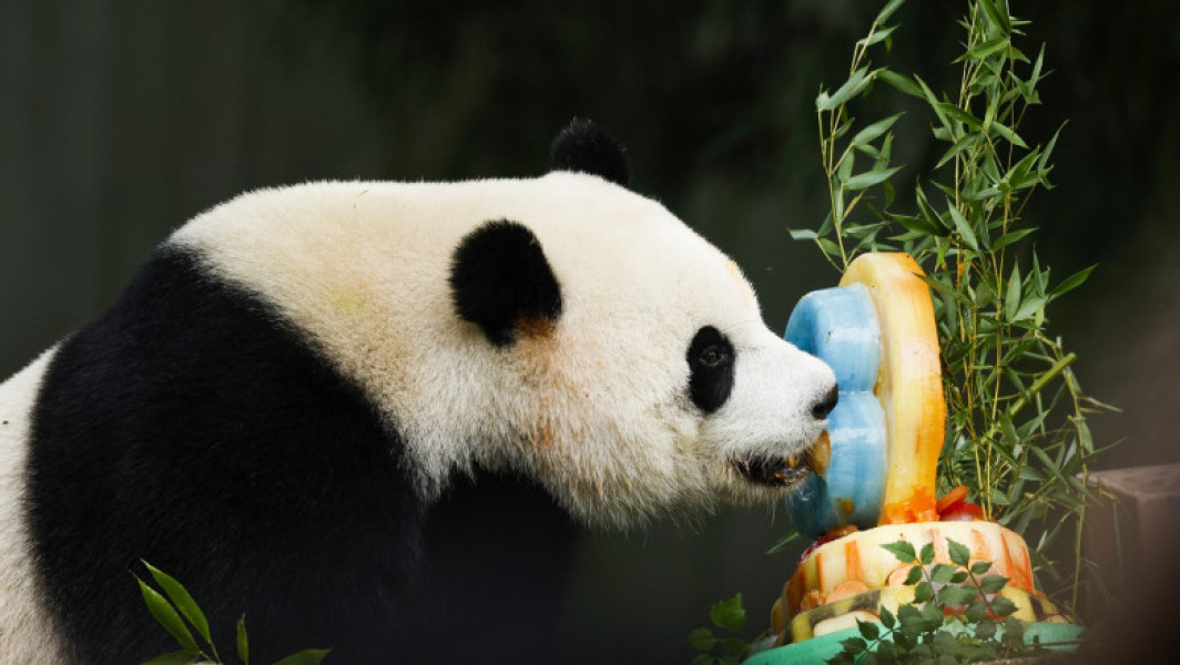 China trimite la Washington doi urși panda pentru a îmbunătăți relațiile cu SUA